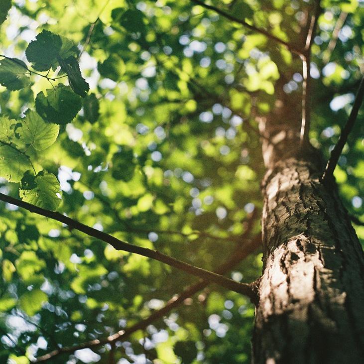 Hemp Paper vs. Tree Paper