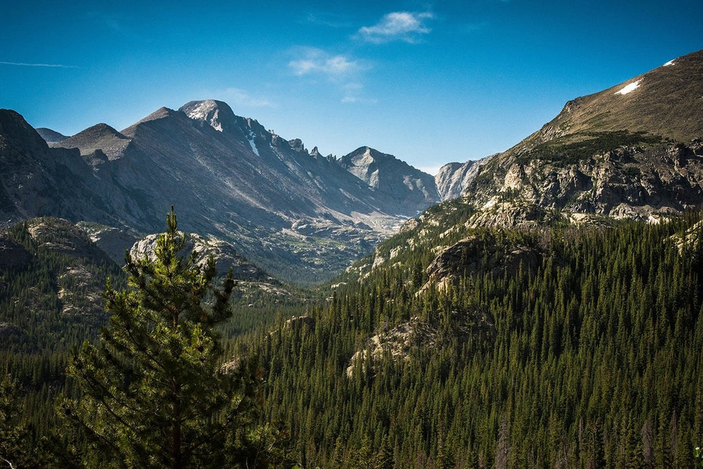 Legal Cannabis Helps Trim Down Clandestine Grows in U.S. National Forests