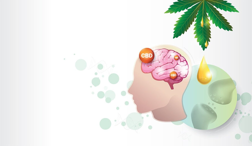 ECS 101: Breaking Down the Endocannabinoid System