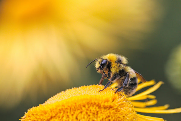 Bluebird Botanicals Can Hemp Help Honeybees