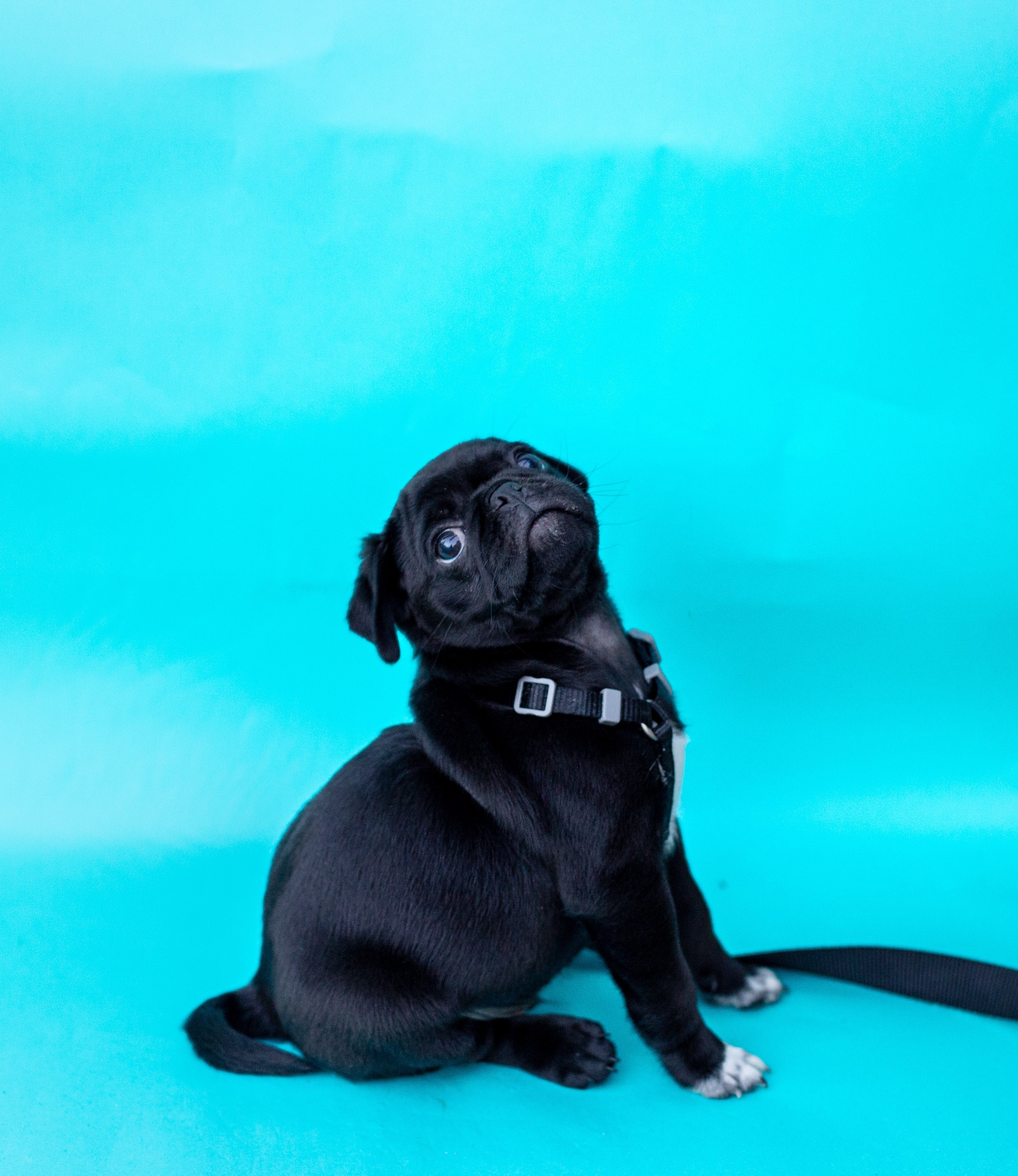 Pug against blue background - Photo by Priscilla Du Preez on Unsplash