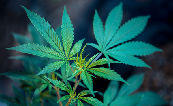 Cannabis leaves against dark background