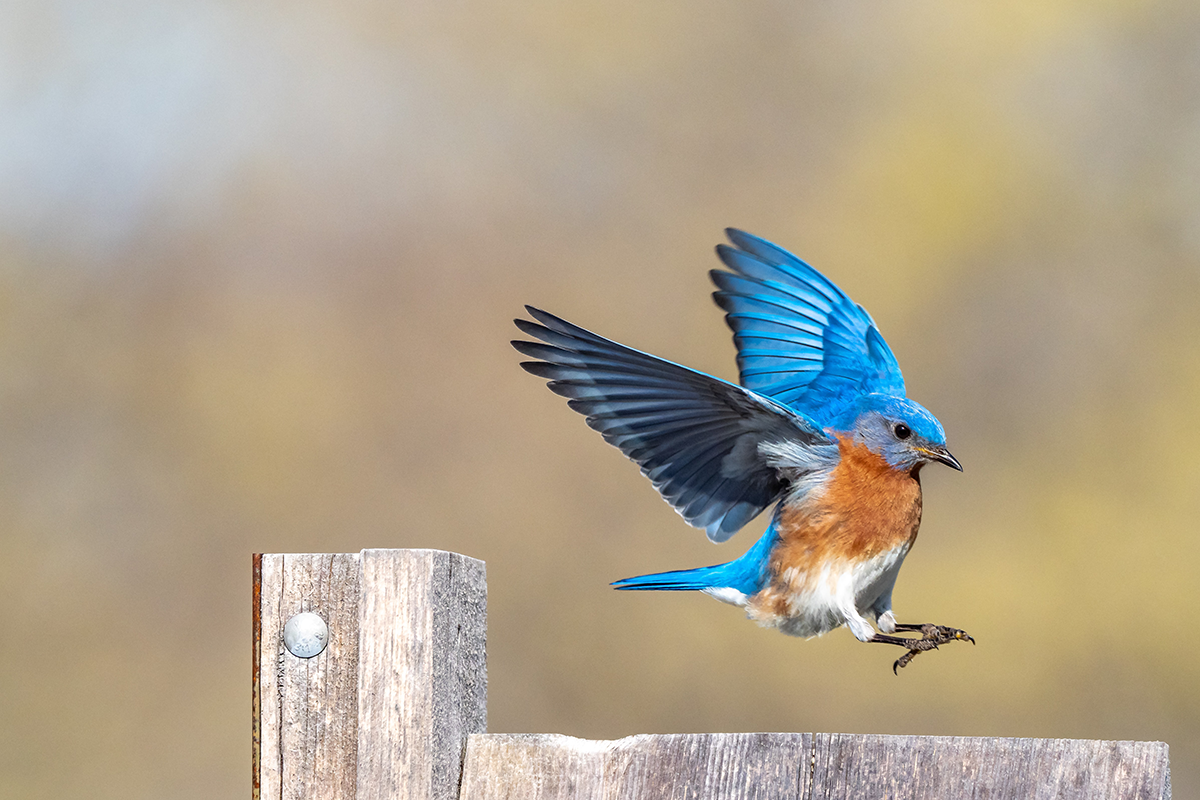 bluebird of happiness