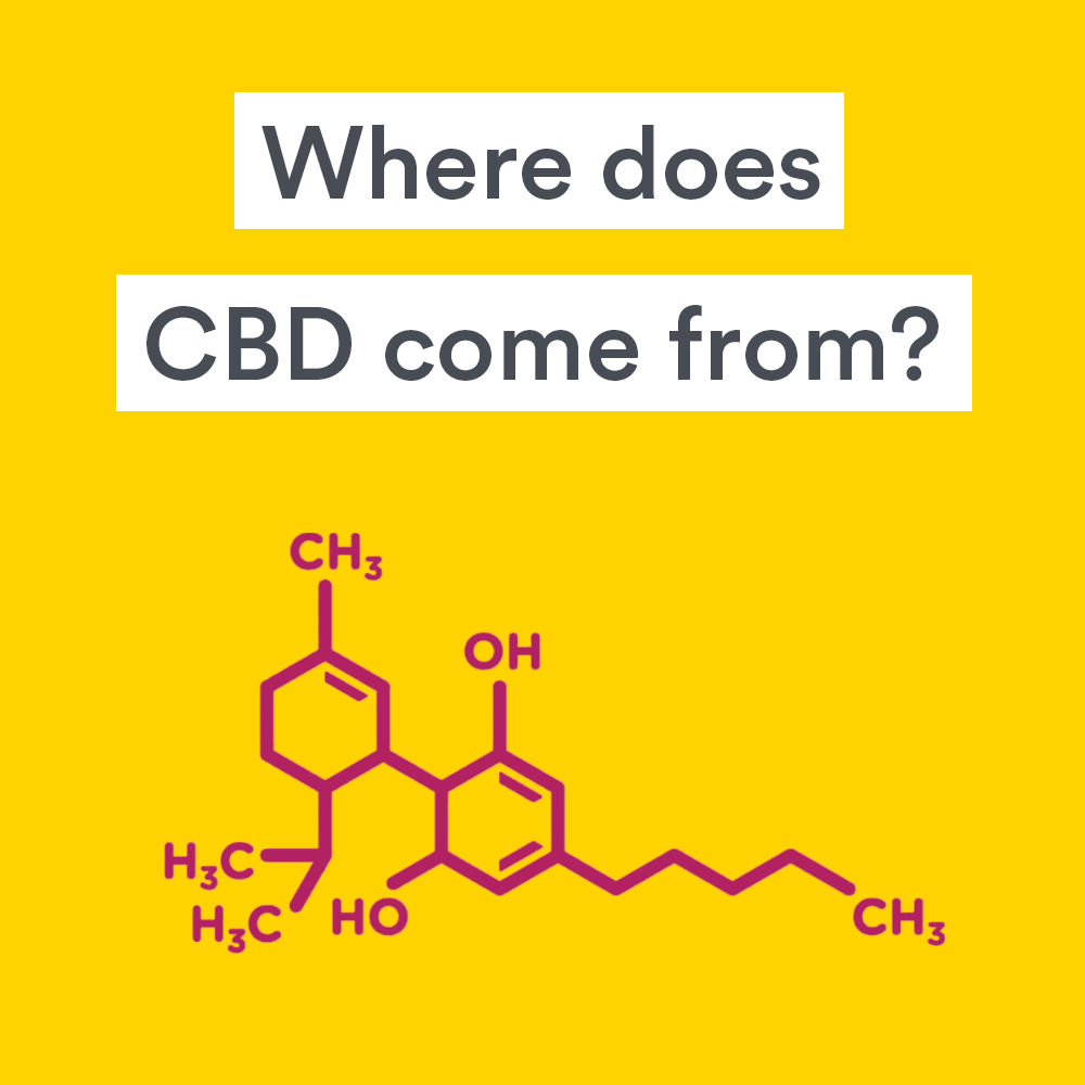 Where Does CBD Come From?