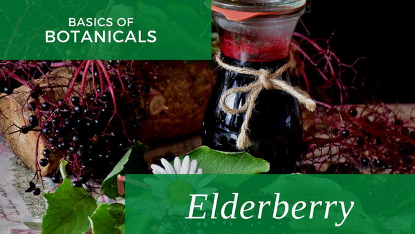 basics of botanicals: elderberry