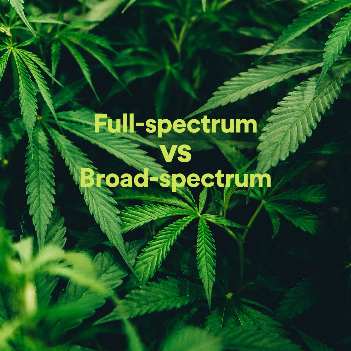 broad spectrum cbd